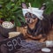 Dog spa , Â Cute pet  relaxing in spa wellness , Funny concept grooming, washing and caring